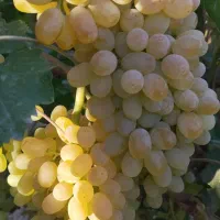 گیاه مو و موندراپ و مویز و سایر....|گل و گیاه طبیعی|تهران, آزادشهر|دیوار