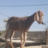 کهر شکالی مخصوص در خونه باغ کازرون جاده شاپور