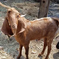 بز نر افغانی