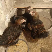 مرغ نژاد دار ویاندوت بلک رد|حیوانات مزرعه|مشکیندشت, |دیوار