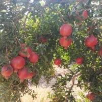 اجاره انار|اجارهٔ دفتر صنعتی، کشاورزی، تجاری|ششده و قره بلاغ, |دیوار