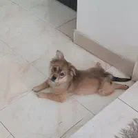 سگ پامر|سگ|گلبهار, شهر جدید گلبهار|دیوار