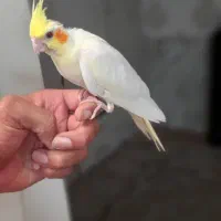 عروس هلندی جوجه یک ماه نیم((چشم شرابی))