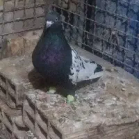 تعدادی کبوتر نر وماده هم جفتی هم تکی