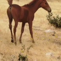 اسب|اسب و تجهیزات اسب‌سواری|کوهدشت, |دیوار