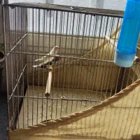 فنچ|پرنده|شهر ری, شهرک نظامی|دیوار