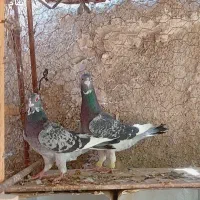 کبوتر