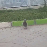 کفتر نر