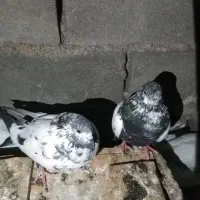 کبوتر رنگی|پرنده|ایذه, |دیوار