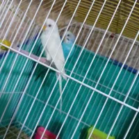 خرمشهر|پرنده|خرمشهر, |دیوار