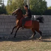 فروش نریان اصیل کرد ۳ ساله