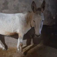 سالم|حیوانات مزرعه|آبکوه, |دیوار