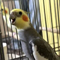 عروس هلندی، پرنده