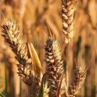 افزایش تناژ گندم/ ۲تن برداشت بیشتر با بذرمال