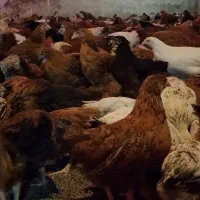 فروش نیمچه گلپایگان( تخمگذار)|حیوانات مزرعه|رشت, بازار|دیوار