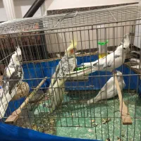 جفت عروس هلندی مولد رو تخم و جوجه آلبینو