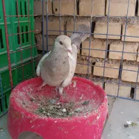 کبوتر|پرنده|خرمشهر, |دیوار