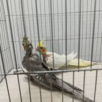 عروس هلندی جوجه سرلاکی تا دونخور