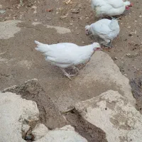 مرغ محلی فروشی