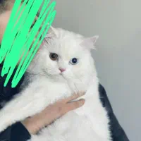 واگذاری گربه پرشین