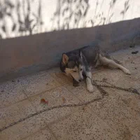 سلام سگ هاسکی چشم تا به تا