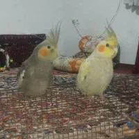 2عدد عروس هلندی