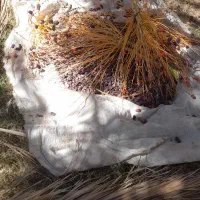 ۱۰۰ کلیو خرما