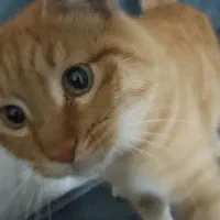 گربه پیدا شده در پرند