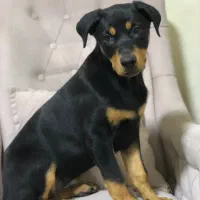 توله اصیل دوبرمن