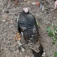 بوقلمون نر و ماده|حیوانات مزرعه|آران و بیدگل, |دیوار