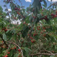 فروش زمین کشاورزی|اجارهٔ دفتر صنعتی، کشاورزی، تجاری|خرم بید, |دیوار