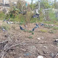 ۱۰عدد کبوتر دوبر|پرنده|انگوت, |دیوار