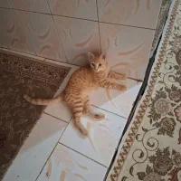 واگذاری رایگان بچه گربه