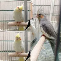 یه جفت جوجه عروس هلندی ۴ ماهه برای فروش