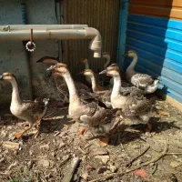 غاز اوکراینی