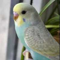 هضم کننده غذا  (( انواع پرندگان))