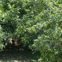 باغچه باغ  250متری|فروش دفتر صنعتی، کشاورزی، تجاری|باغ بهادران, |دیوار