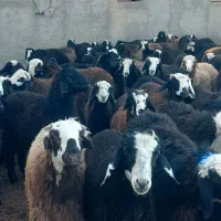 بره نر پای پروار داشتی|حیوانات مزرعه|محمدبار, |دیوار