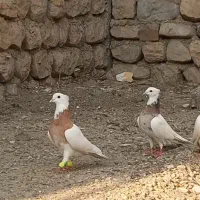 سه عدد طوقی درجه یک|پرنده|آبدانان, |دیوار