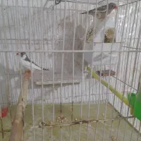 فنچ