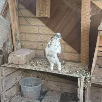 کبوتر پرشی و طوقی