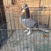 دمگیر خرقه ابری بدرنگ