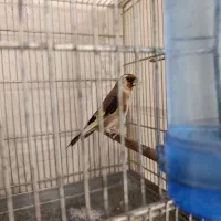 ماده چونه سفید تیزه سفید