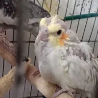 جوجه عروس هلندی