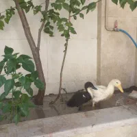 اردک