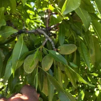 باغ درجه یک دوبر فنس کشی|فروش دفتر صنعتی، کشاورزی، تجاری|فولادشهر, فولادشهر|دیوار