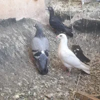 ۳تا پرشی