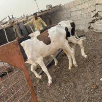 گوساله