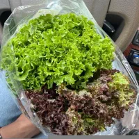 کاهو فرانسوی وسبزیجات|خوردنی و آشامیدنی|شیراز, درکی|دیوار