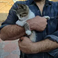 بچه گربه بامزه|گربه|رفسنجان, |دیوار